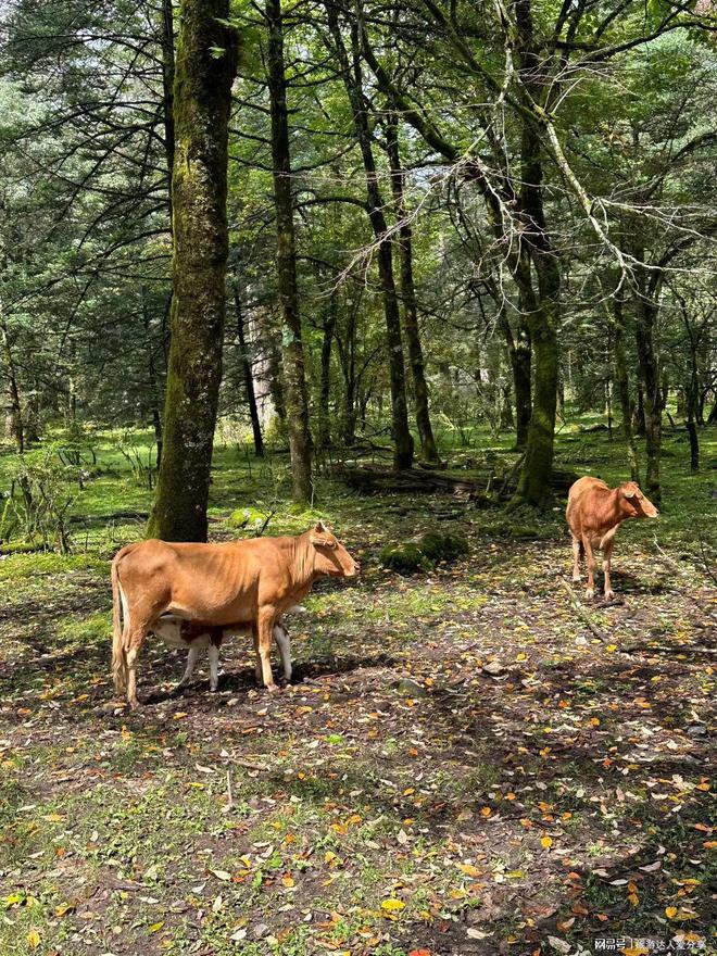导费用 云南定制游5天参团费用九游会j9ag云南五天游当地向(图1) 导费用 云南定制游5天参团费用九游会j9ag云南五天游当地向(图1)